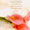 Oraciones A Mi Rey - Tapa Dura - Sheri Rose Shepherd - Imagen 7